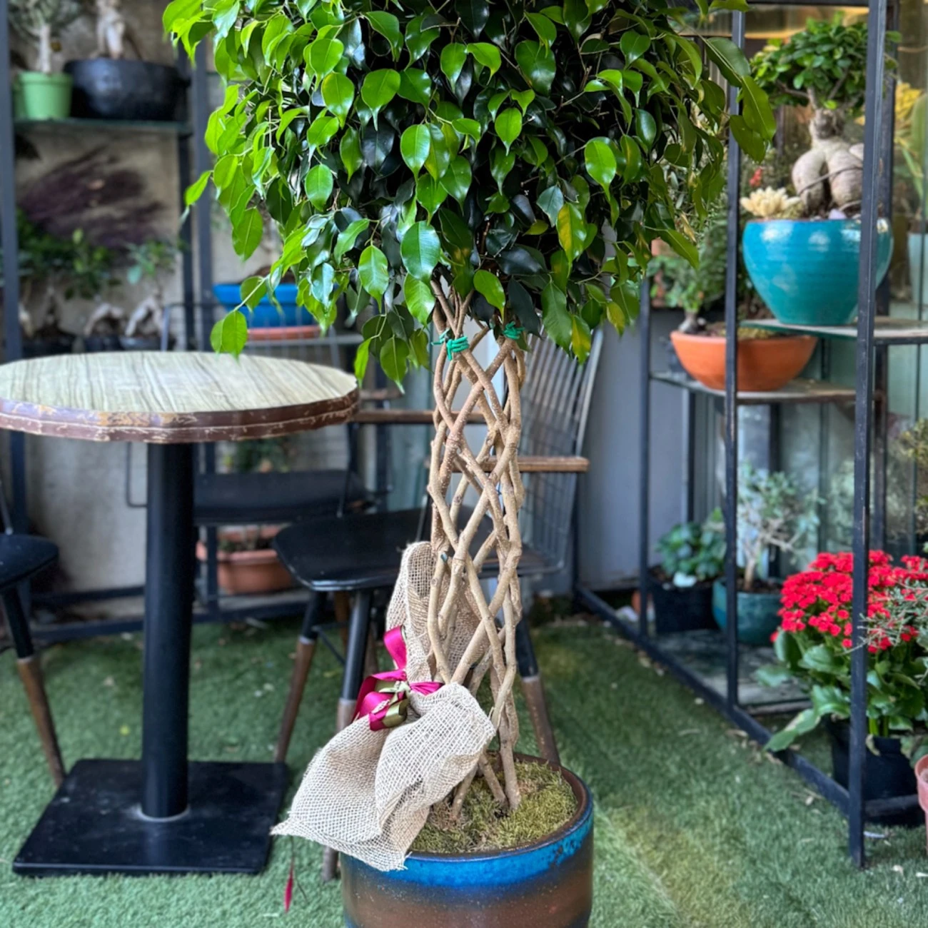 Kafes Örgü Ficus